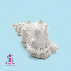 Decorative Sea Shell - Image 2